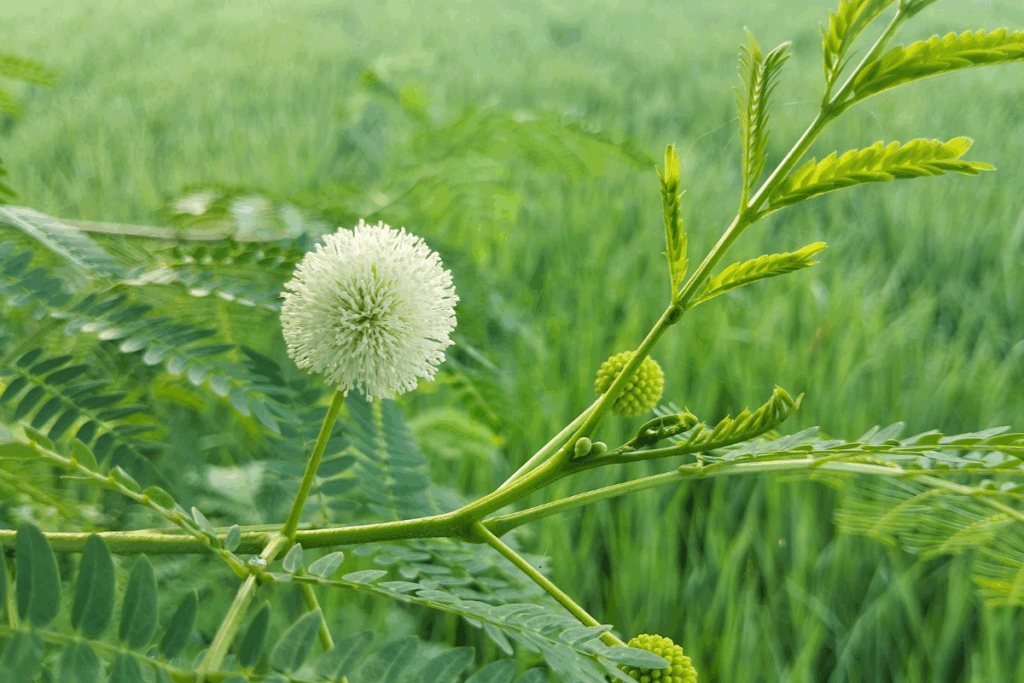 Vereadores aprovam supressão controlada de espécies exóticas invasoras